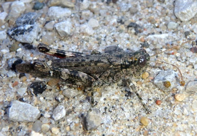 Melanoplus punctulatus; Pine Tree Spur-throat Grasshopper