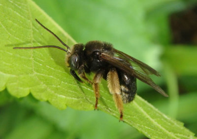 Melissodes bimaculatus; Two-spotted Longhorn Bee