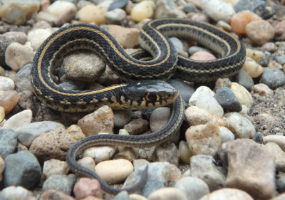 Plains Garter Snake; juvenile