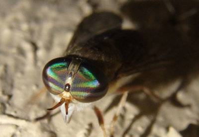 Tabanus lineola; Striped Horse Fly; female