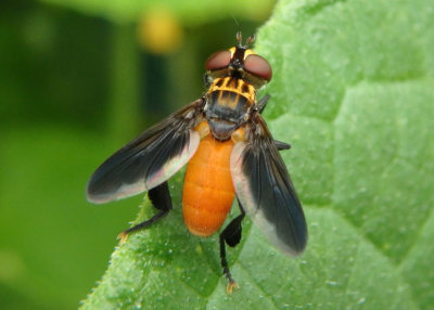 Trichopoda pennipes; Feather-legged Fly species; male