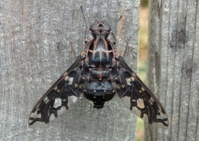 Xenox tigrinus; Tiger Bee Fly