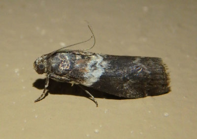 5775.2 - Salebriaria rufimaculatella; Pyralid Moth species