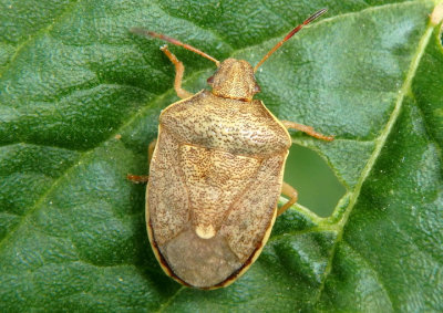 Holcostethus limbolarius; Stink Bug species