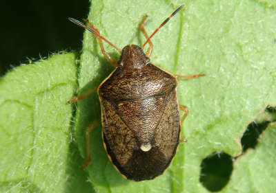 Holcostethus limbolarius; Stink Bug species