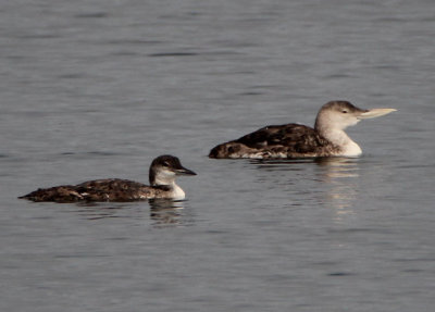 Common and Yellow-billed Loons; juveniles