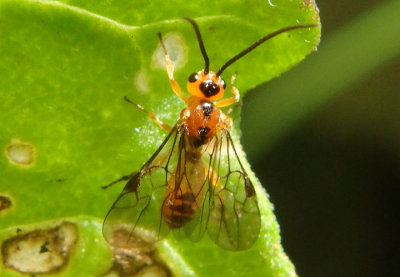 Proterops Braconid Wasp species
