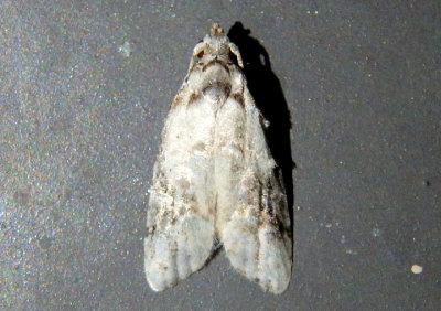 2315 - Carposina fernaldana; Currant Fruitworm Moth