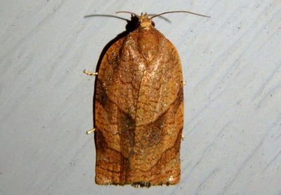 3633 - Choristoneura parallela; Spotted Fireworm Moth