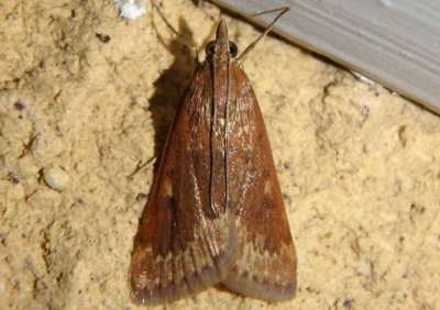 4975 - Achyra rantalis; Garden Webworm Moth
