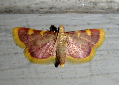 5524 - Hypsopygia costalis; Clover Hayworm Moth