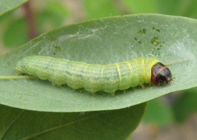 5796 - Sciota subcaesiella; Locust Leafroller