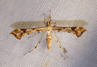 6109 - Platyptilia carduidactyla; Artichoke Plume Moth