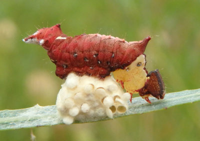 8007 - Schizura unicornis; Unicorn Caterpillar; parasitized by Braconid Wasps