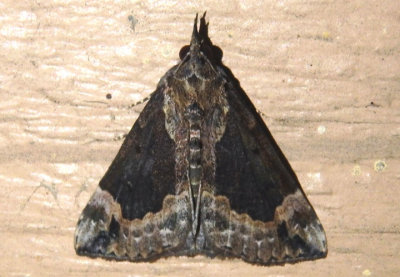 8442 - Hypena baltimoralis; Baltimore Hypena; female