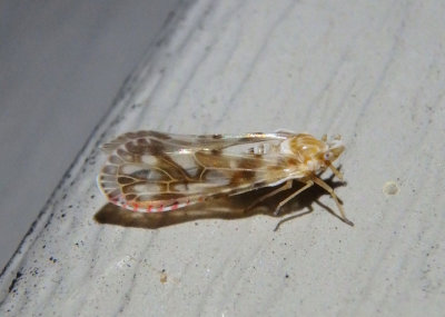 Anotia kirkaldyi; Derbid Planthopper species