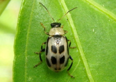 Cerotoma trifurcata; Bean Leaf Beetle