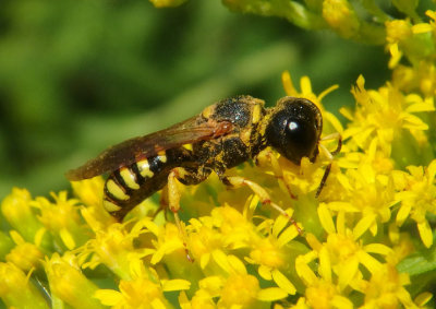 Crabroninae Square-headed Wasp species