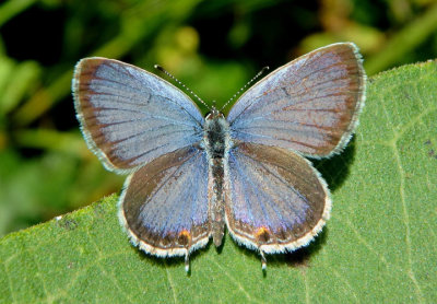 Cupido comyntas; Eastern Tailed-Blue; male