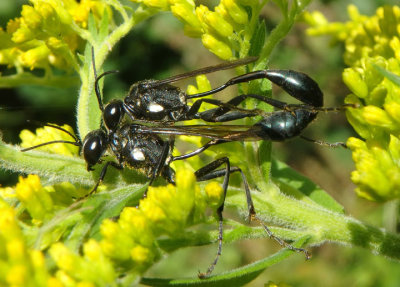 Eremnophila aureonotata; Thread-waisted Wasp species pair