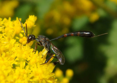 Gasteruption assectator/kirbii complex; Carrot Wasp species; female