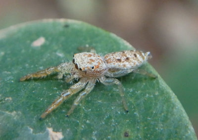 Hentzia palmarum; Jumping Spider species; female