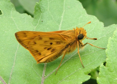 Hylephila phyleus; Fiery Skipper