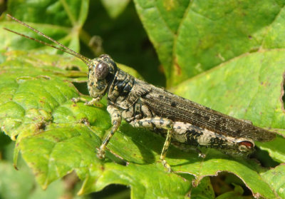 Melanoplus punctulatus; Pine Tree Spur-throat Grasshopper