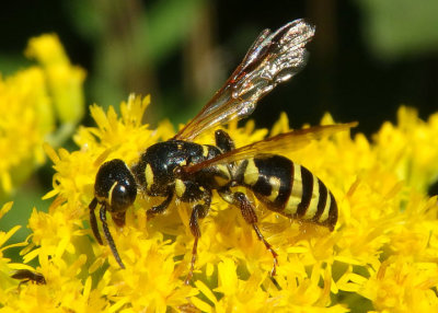 Myzinum maculatum; Thynnid Wasp species; female