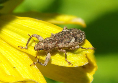 Pandeleteius hilaris; Broad-nosed Weevil species