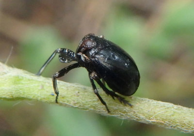 Phylloscelis atra; Black Leaf Leg