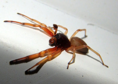 Trachelas Spider species