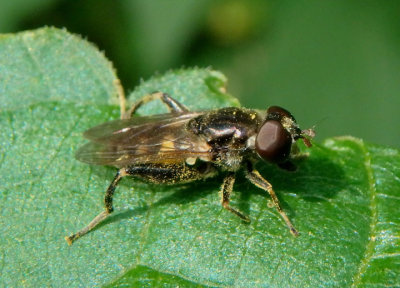 Chalcosyrphus nemorum; Syrphid Fly species; female