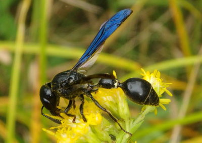 Zethus spinipes spinipes; Potter Wasp species