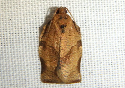 3635 - Choristoneura rosaceana; Oblique-banded Leafroller; male