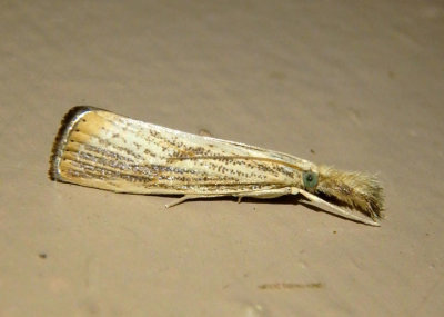 5399 - Agriphila ruricolella; Lesser Vagabond Sod Webworm Moth