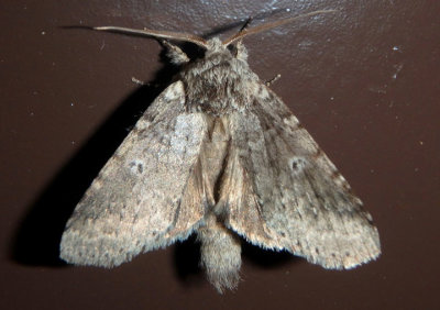 7998 - Lochmaeus manteo; Variable Oakleaf Caterpillar Moth