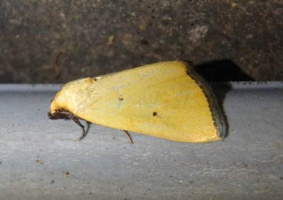 9044 - Marimatha nigrofimbria; Black Bordered Lemon Moth