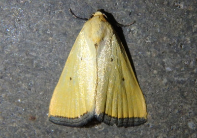 9044 - Marimatha nigrofimbria; Black Bordered Lemon Moth