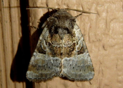 9428 - Meropleon ambifusca; Newman's Brocade Moth