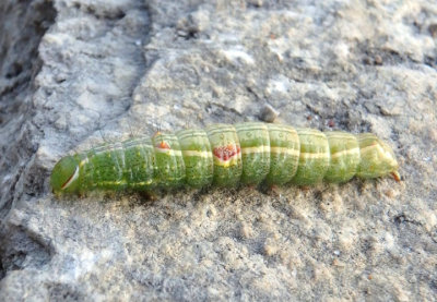 7998-7999 - Lochmaeus Prominent Moth species Caterpillar