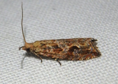 2706 - Bactra furfurana; Tortricid Moth species