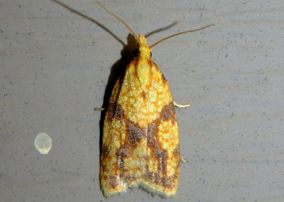 3695 - Sparganothis sulfureana; Sparganothis Fruitworm Moth