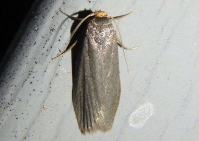 5623 - Achroia grisella; Lesser Wax Moth