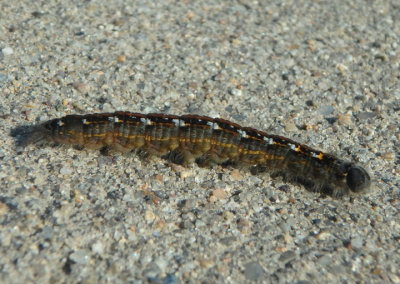 7685 - Heteropacha rileyana; Riley's Lappet Moth caterpillar