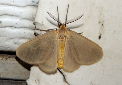 8099 - Pagara simplex; Mouse-colored Lichen Moth