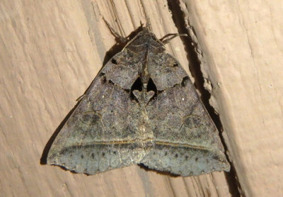8747 - Celiptera frustulum; Black Bit Moth