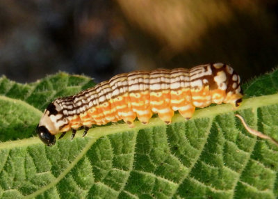 9618 - Phosphila turbulenta; Turbulent Phosphila caterpillar