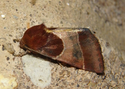 11128 - Schinia arcigera; Arcigera Flower Moth