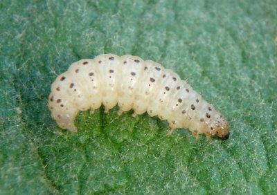 4992.5 - Paracorsia repandalis; Pyralid Moth species caterpillar